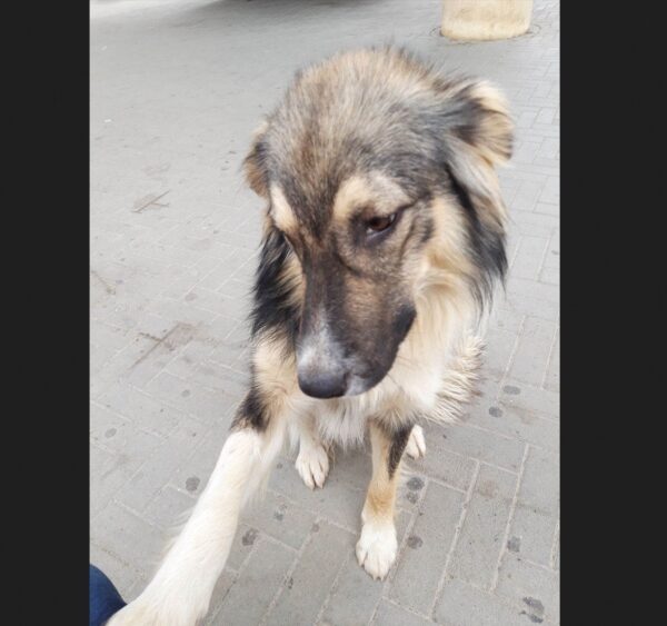 Privremeni organ osudio trovanje pasa u Kosovskoj Mitrovici