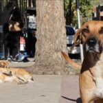 Udruženje „Šapa“ podnelo prijavu policiji…