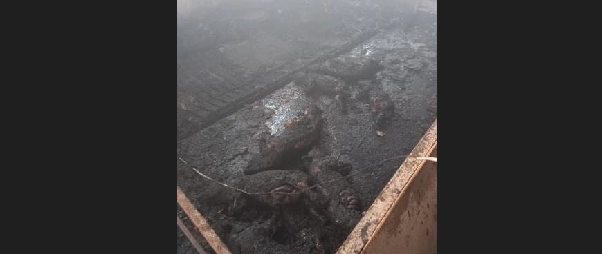 Požar u Zubinom Potoku, izgorela štala sa životinjama