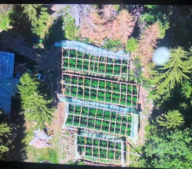 Kosovska policija pronašla četiri plastenika sa oko 300 stabljika marihuane