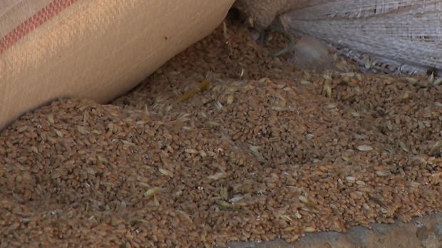 Žetva pšenice završena, pojedini poljoprivrednici zadovoljni rodom