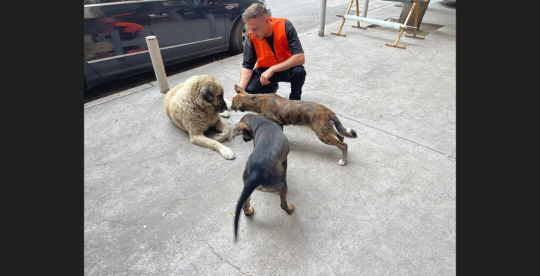 Opština Severna Mitrovica: Počela akcija sterilizacije pasa lutalica