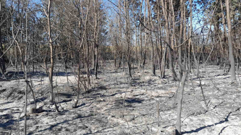 Sušica: Srbima izgorela šuma, sumnjaju na podmetnut požar