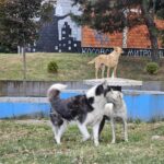 Napušteni psi Kosovska Mitrovica