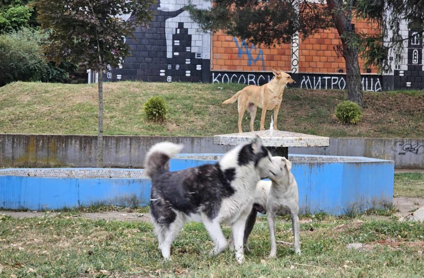 Napušteni psi Kosovska Mitrovica