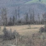 Krijumčarenje drva iz Srbije sprečeno u Ajkobili, zaplenjeni oružje i vozila