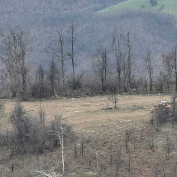 Krijumčarenje drva iz Srbije sprečeno&hellip;