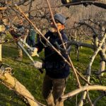 Voćnjaci manastira na Kosovu i…