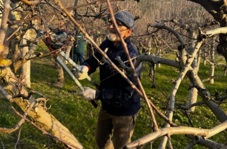 Voćnjaci manastira na Kosovu i Metohiji uređeni uz pomoć prijatelja iz Banata