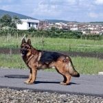 Kim: U Čaglavici pucnjima iz&hellip;