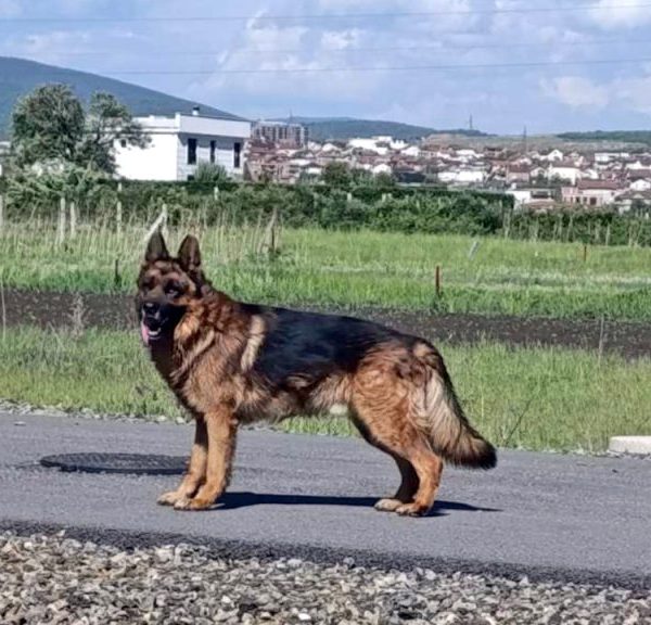 Kim: U Čaglavici pucnjima iz&hellip;