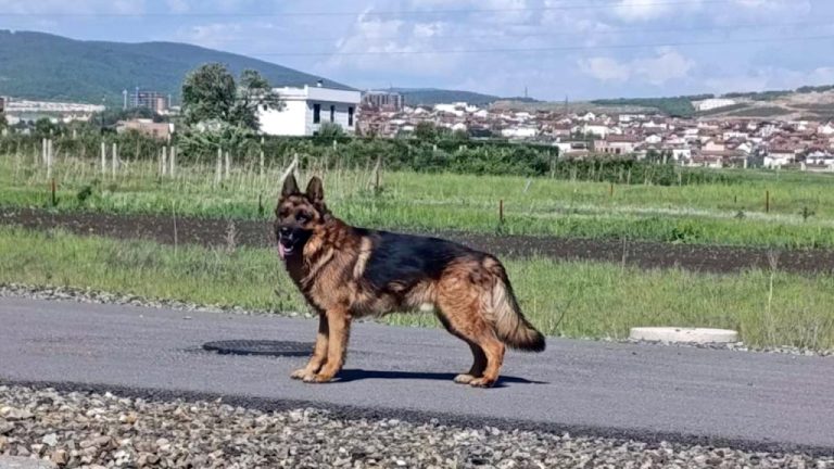 Kim: U Čaglavici pucnjima iz pištolja ubijen pas&hellip;