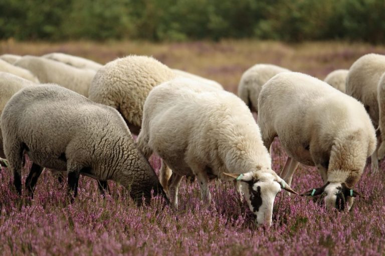 Zbog pojave boginja u Suvoj Reci zabranjen promet ovaca i koza na Kosovu